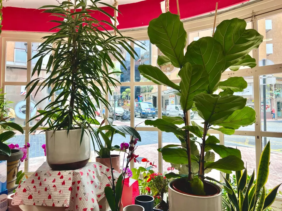 Floristería con multitud de plantas frente a una cristalera