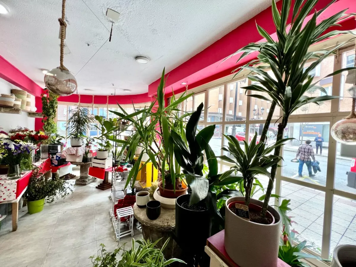 Floristería con multitud de plantas frente a una cristalera